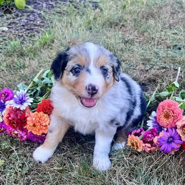 Rose, Miniature Australian Shepherd Puppy
